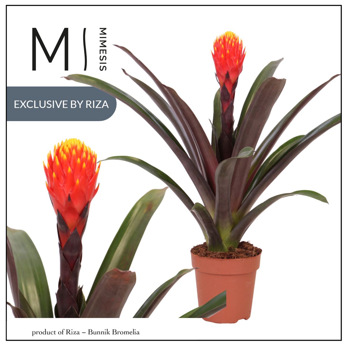 Guzmania Tala 43cm 12cm Pot