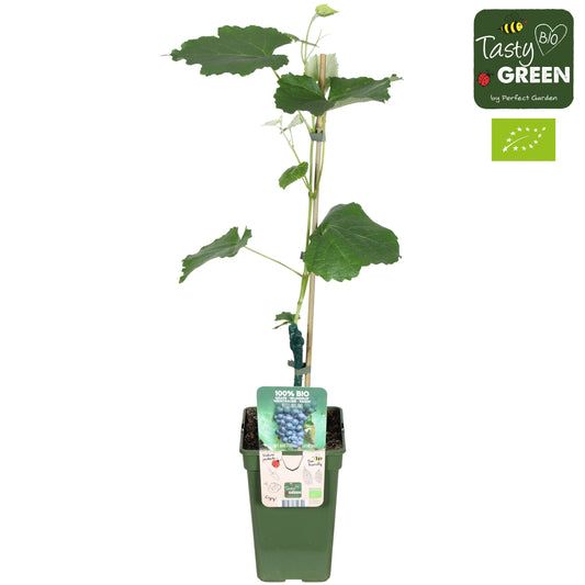 Vitis vinifera Regent 70cm 19cm Pot