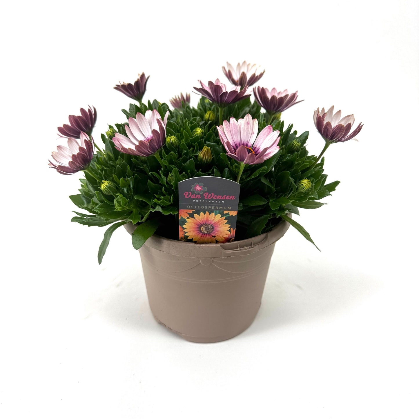 Osteospermum Senorita Quinty 27cm 17cm Pot