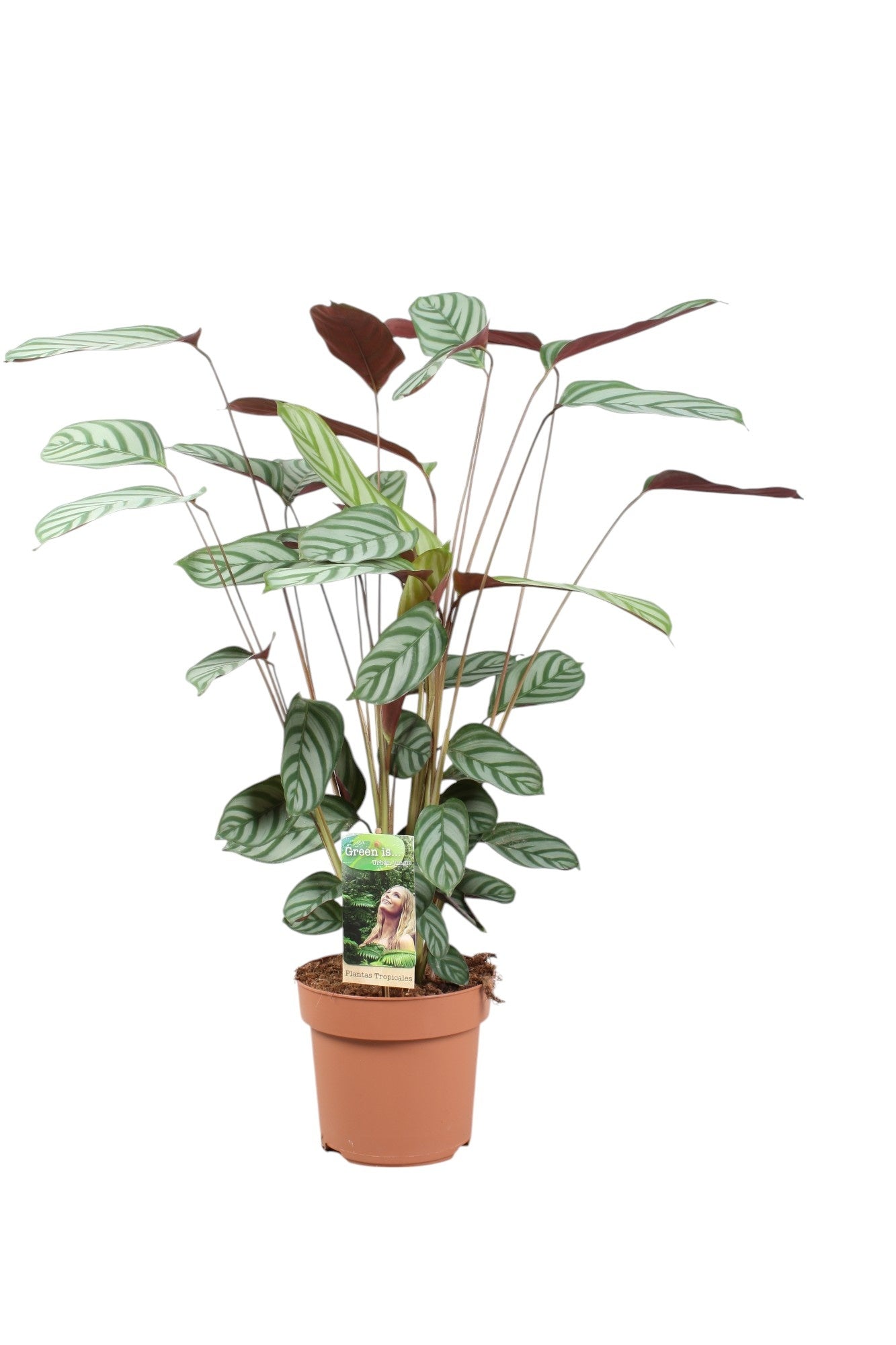 Ctenanthe Compactstar 80cm 17cm Pot