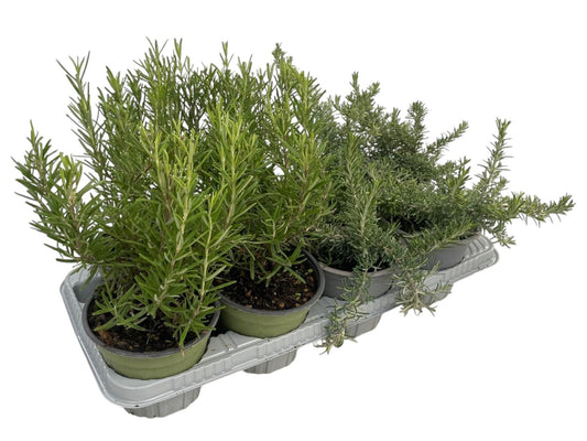 Garden Herbs mix 25cm 14cm Pot