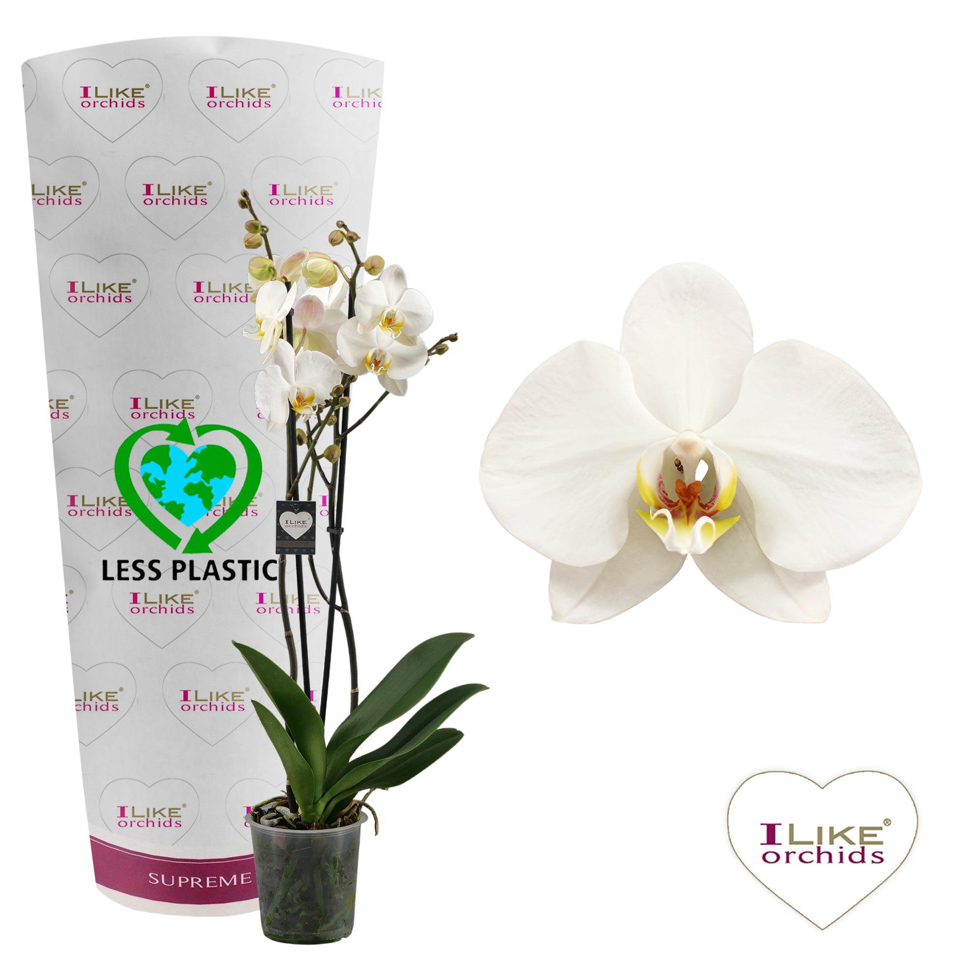 Phalaenopsis London 75cm 12cm Pot