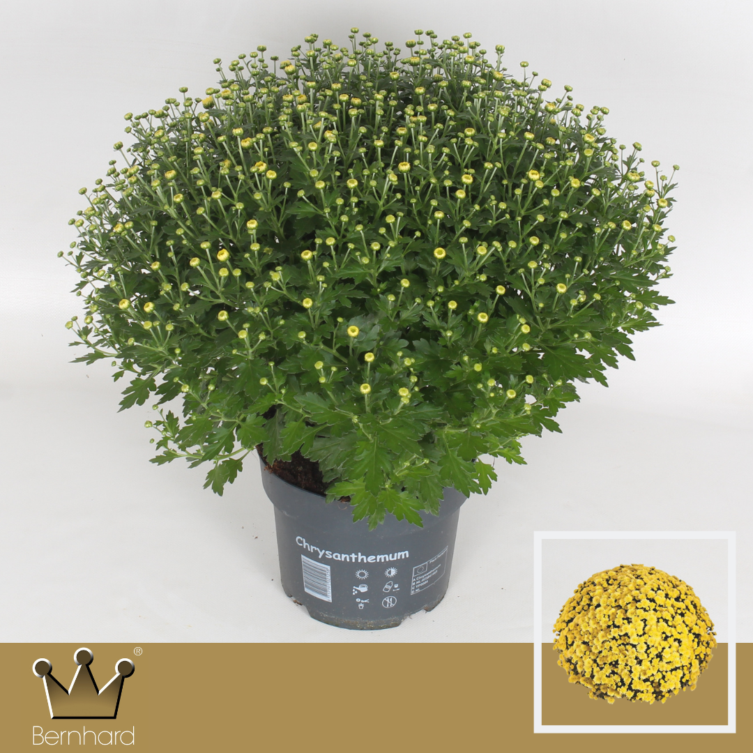 Chrysanthemum Jasoda Dark Yellow 40cm 19cm Pot