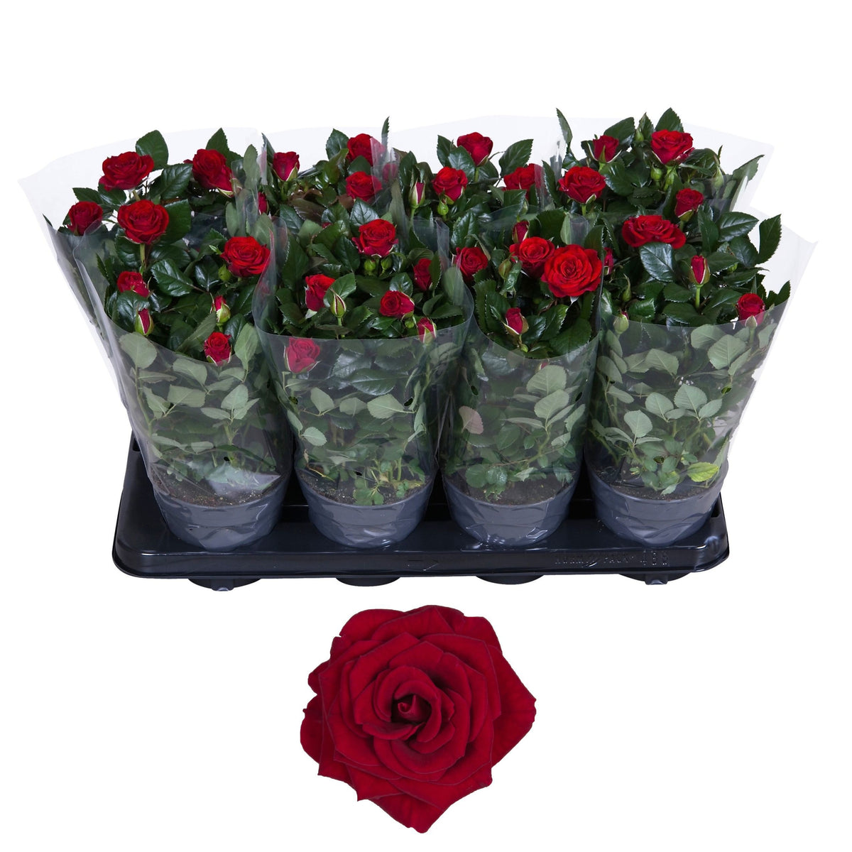 Rosa red 36cm 13cm Pot