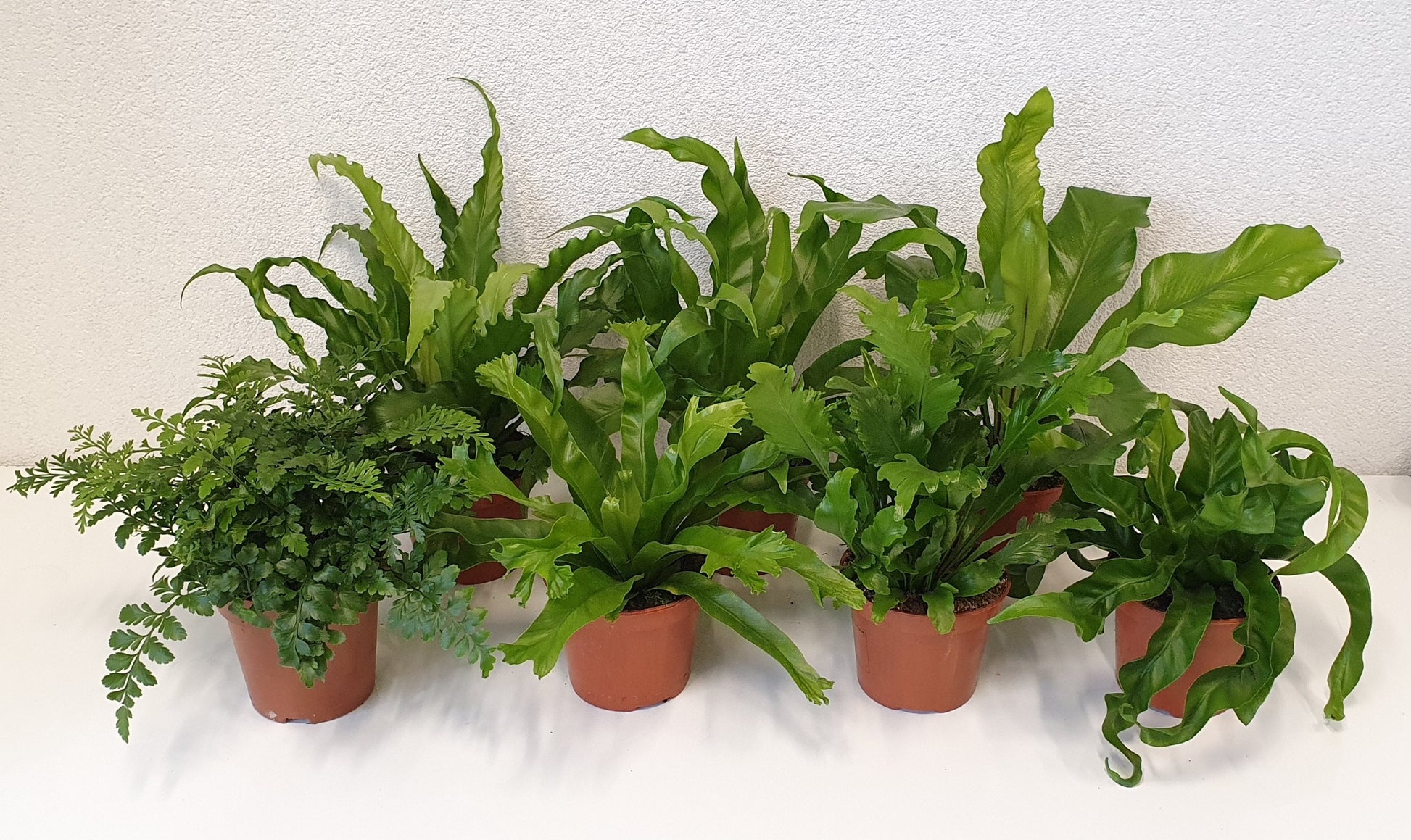 Asplenium mix 40cm 12cm Pot