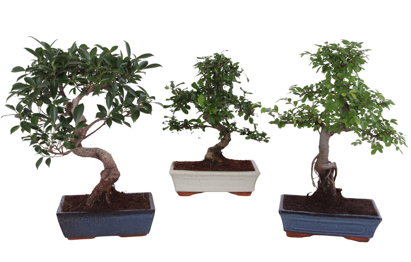 Bonsai mix 35cm 25cm Pot