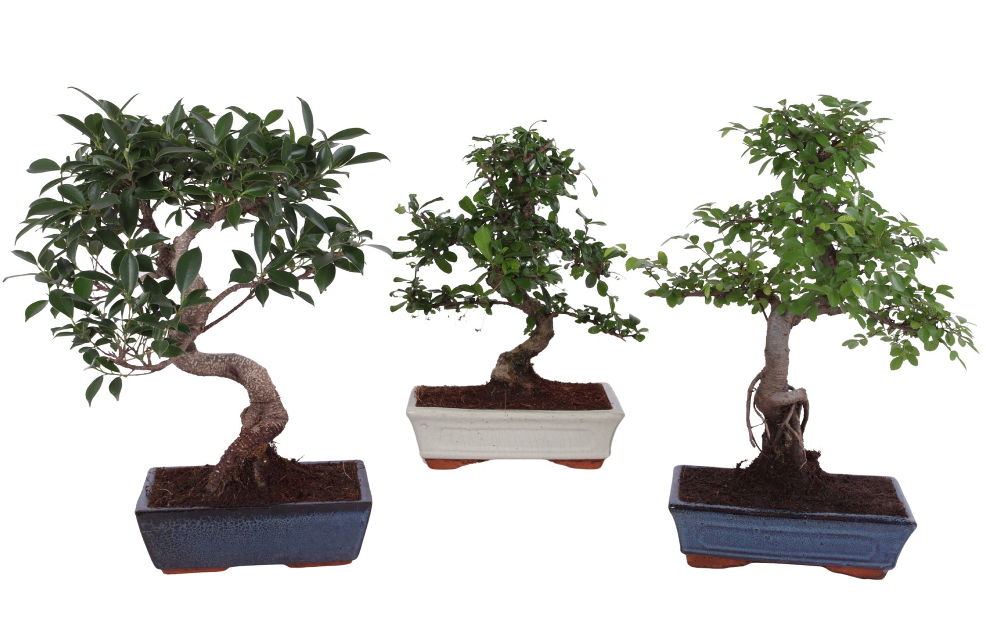 Bonsai mix 35cm 25cm Pot