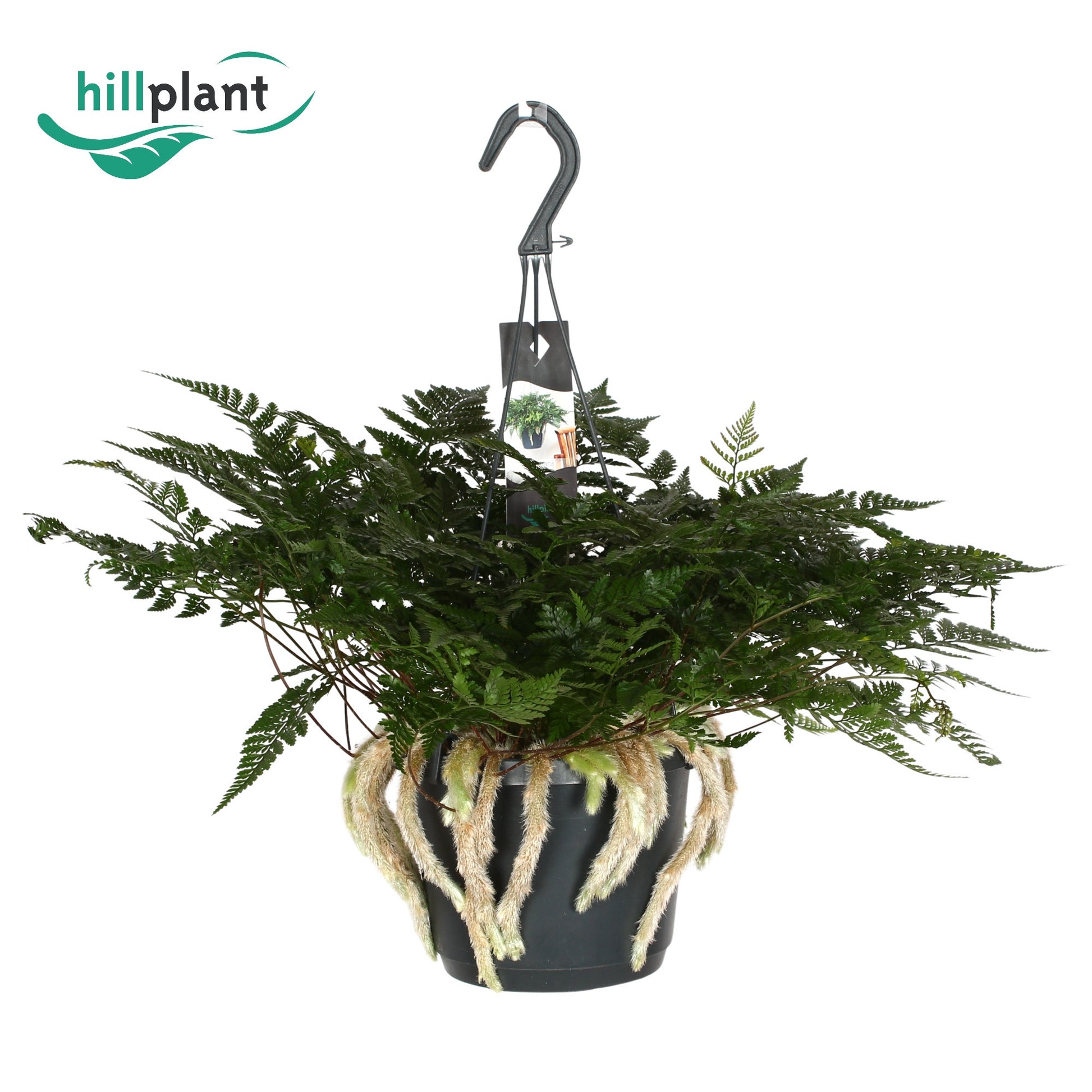 Hillplant BV Humata tyermannii Pack of 4