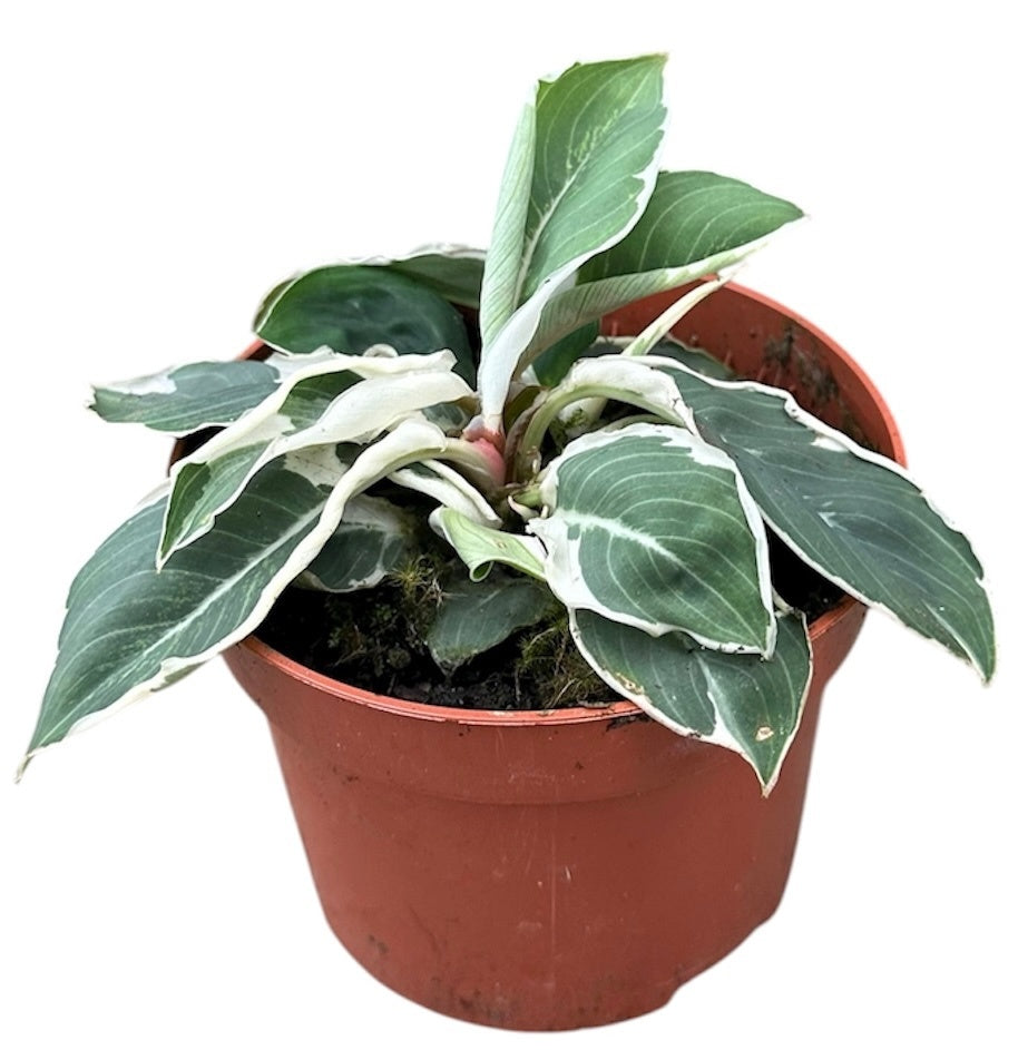 Homalomena wal. Camouflage 15cm 510cm Pot
