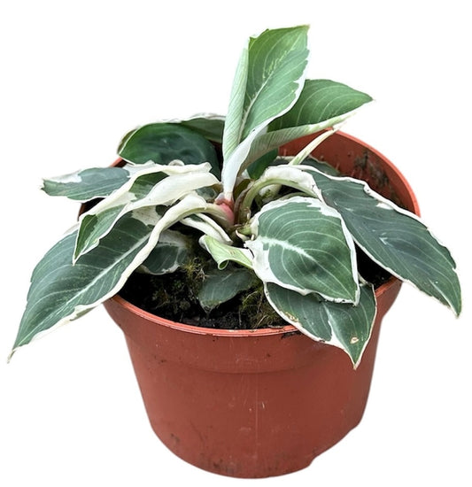 Homalomena wal. Camouflage 15cm 510cm Pot