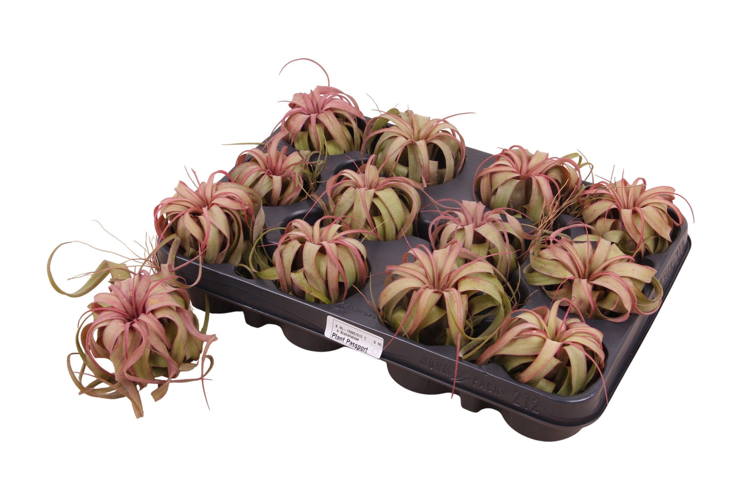 Tillandsia ionantha 10cm 998cm Pot