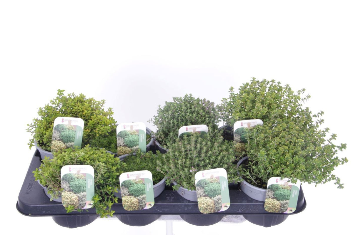 Thymus citriodorus 25cm 13cm Pot
