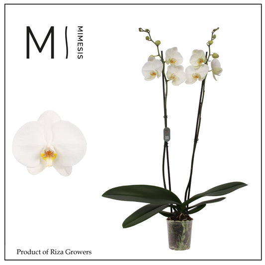 Phalaenopsis Tokyo 70cm 12cm Pot