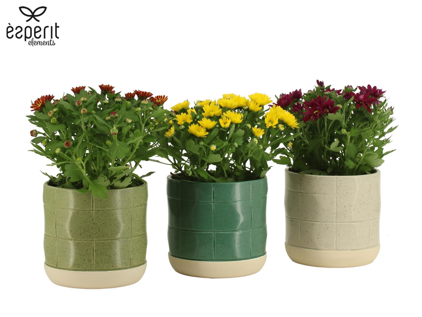 Esperit Elements Vof Chrysanthemum Swifty mix Pack of 6