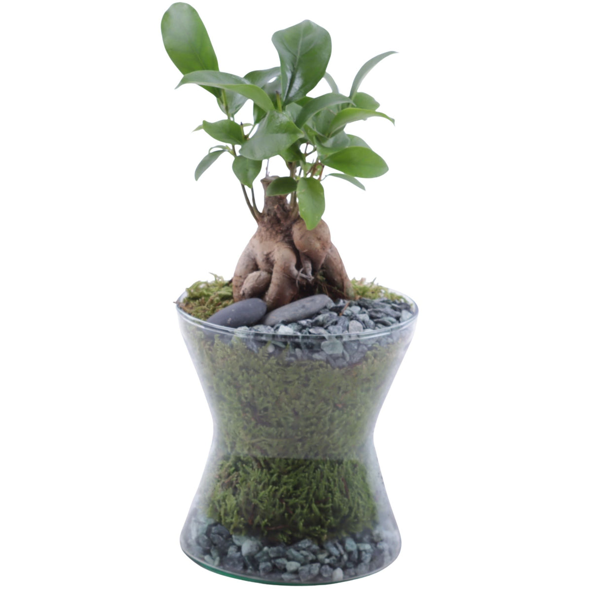 Ficus Ginseng 30cm 13cm Pot