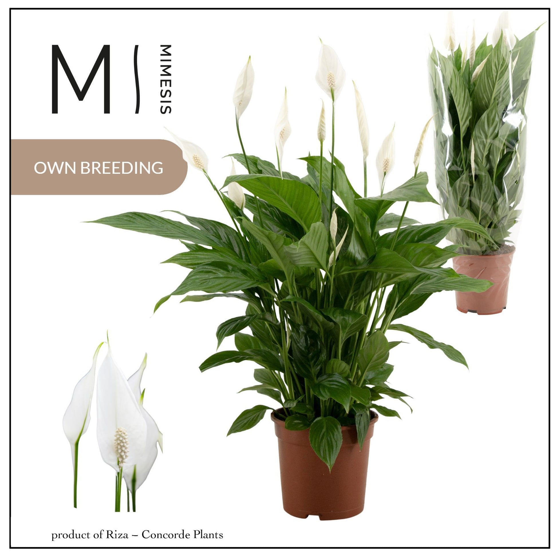 Spathiphyllum Vivaldi 65cm 17cm Pot