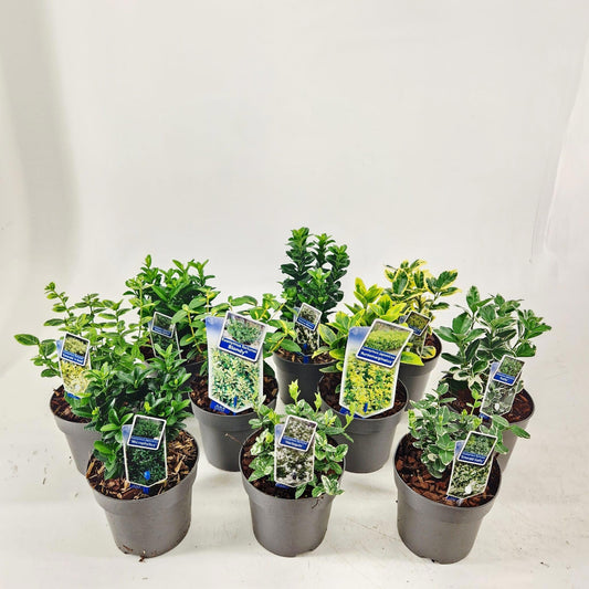 Euonymus mix 20cm 13cm Pot