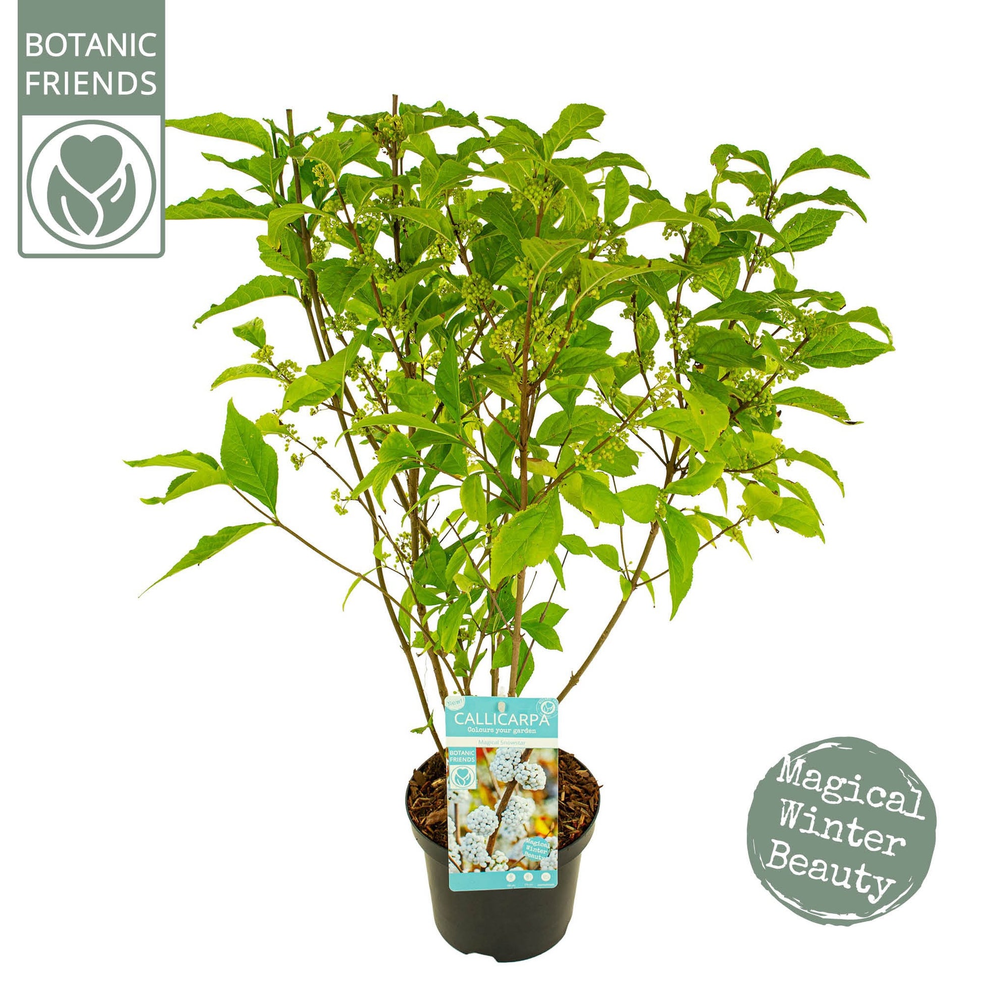 Callicarpa Pearl Glam 70cm 19cm Pot