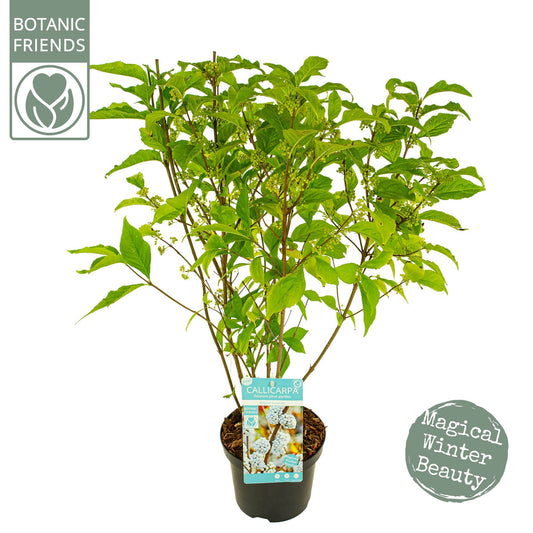 Callicarpa Pearl Glam 70cm 19cm Pot