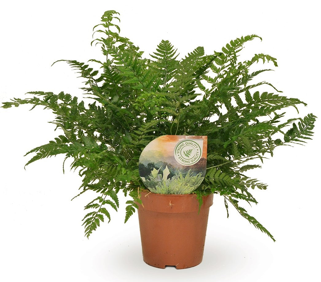 Polystichum tsussimense 30cm 12cm Pot