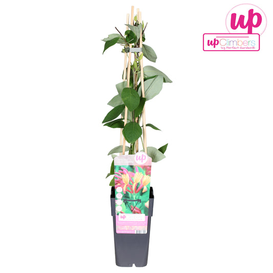 Lonicera Goldflame 65cm 15cm Pot