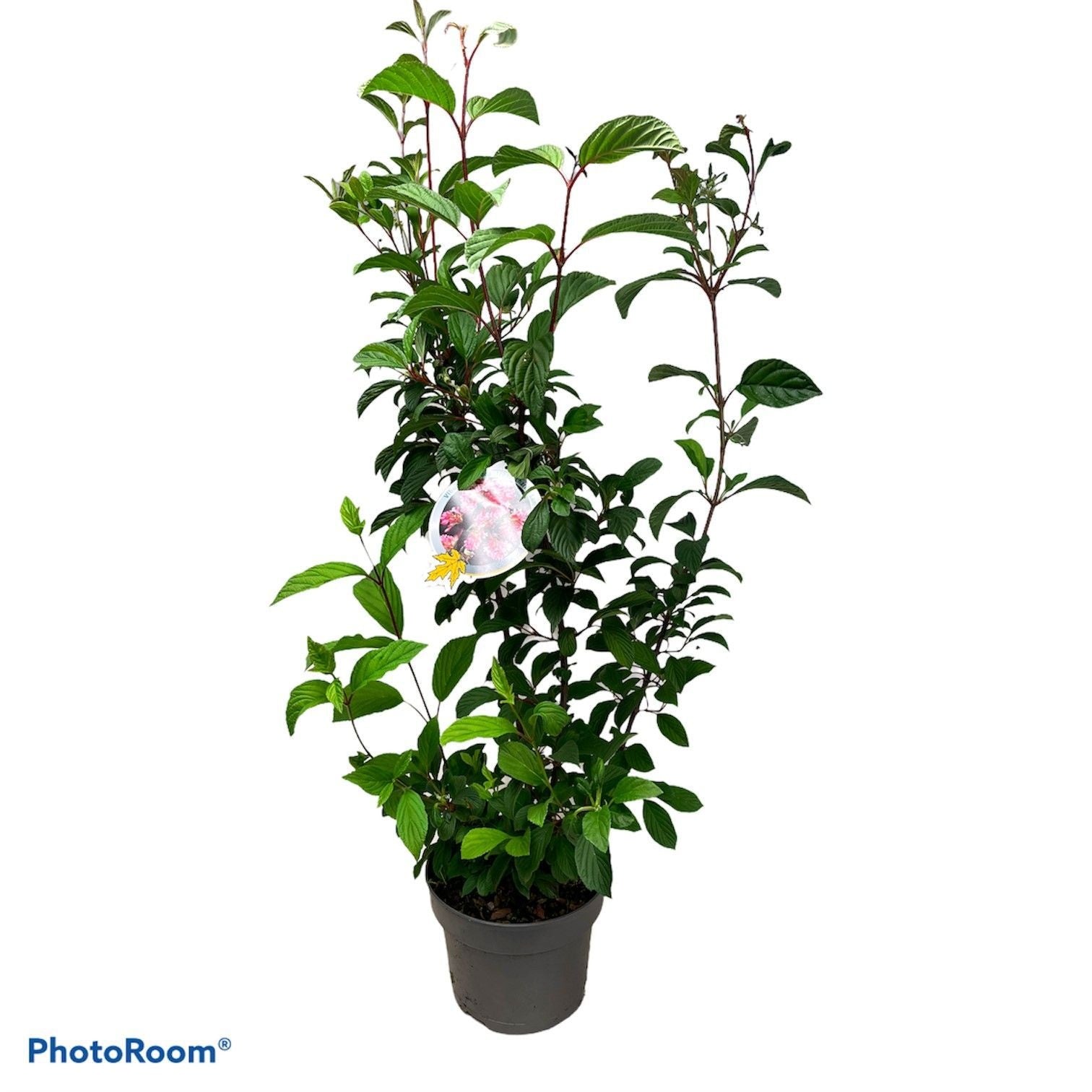 Viburnum Charles Lamont 80cm 23cm Pot