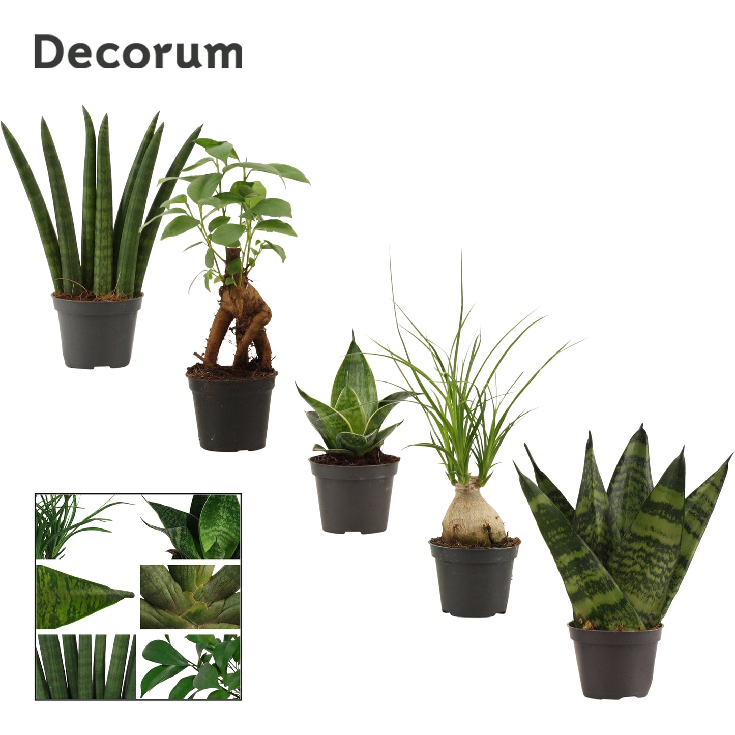 Duijn-Hove BV, kwekerij Foliage houseplants mix Pack of 20