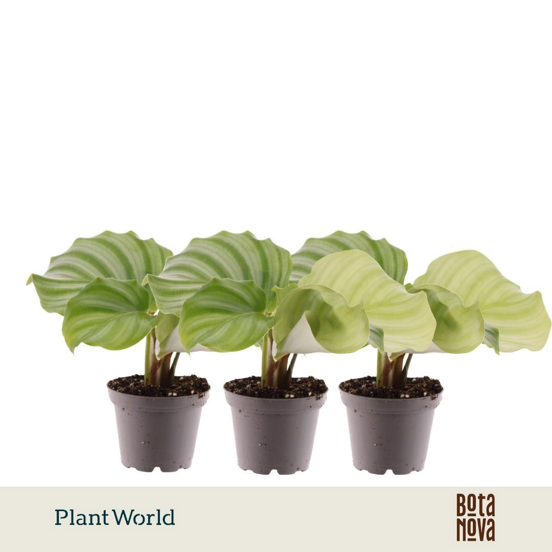 Calathea Orbifolia 20cm 7cm Pot