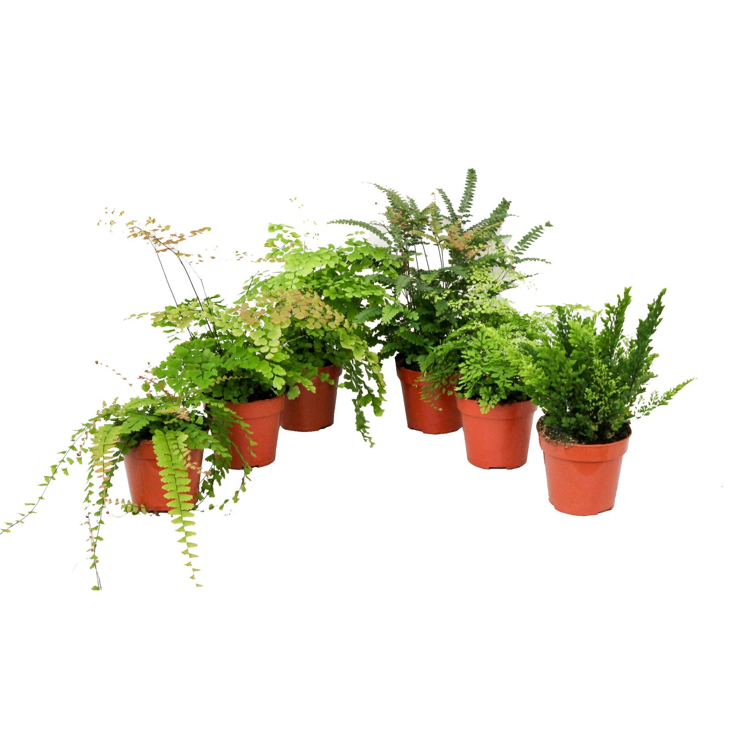 Adiantum mix 30cm 12cm Pot