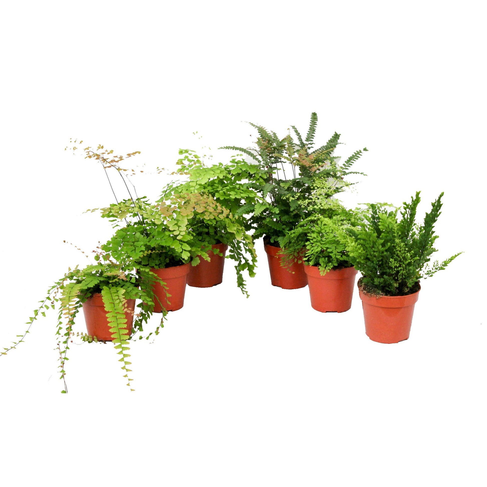 Adiantum mix 30cm 12cm Pot