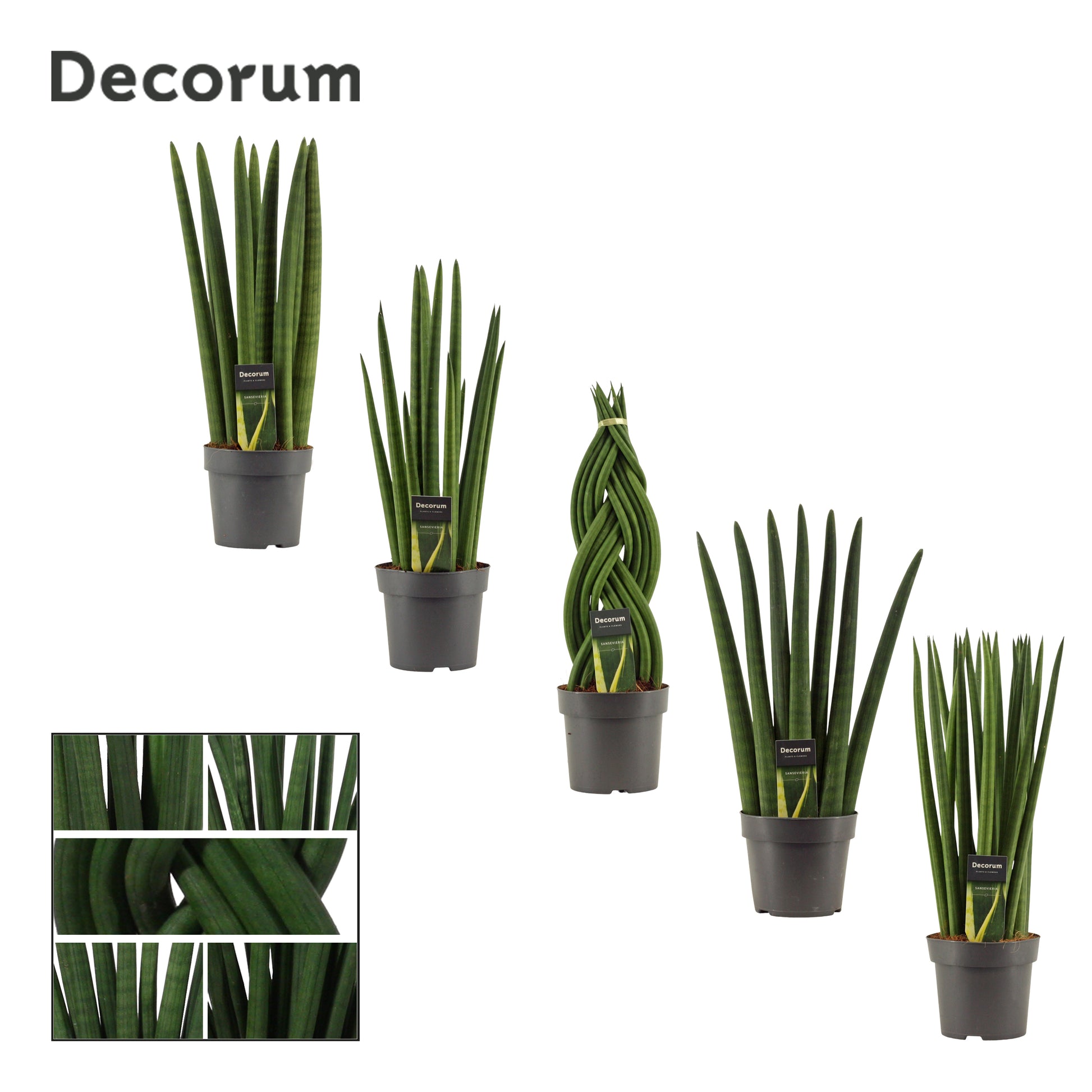 Sansevieria cylindrica 50cm 14cm Pot
