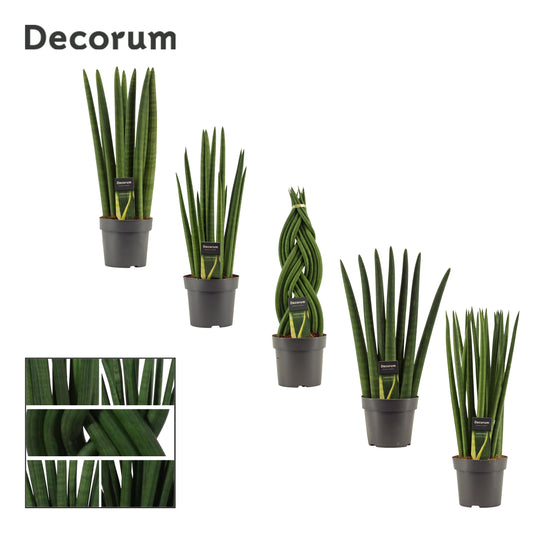 Sansevieria cylindrica mix 50cm 14cm Pot