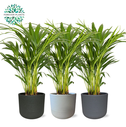 Dypsis lutescens 50cm 14cm Pot