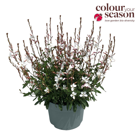 Gaura lind. Ellura White 50cm 19cm Pot