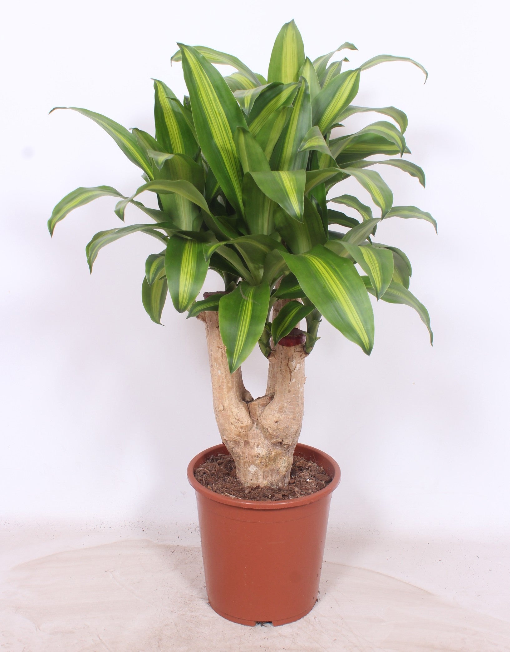 Dracaena frag. Massangeana 110cm 27cm Pot