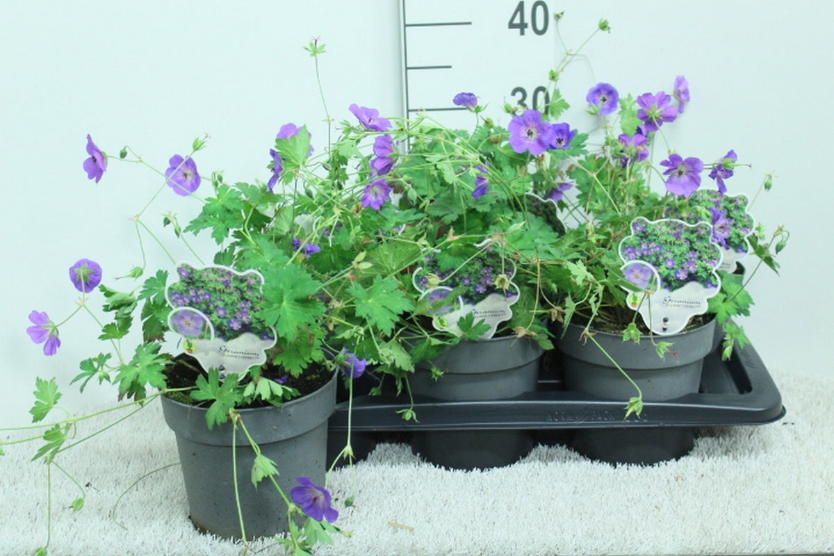 Geranium Rozanne (Hardy) 30cm 17cm Pot