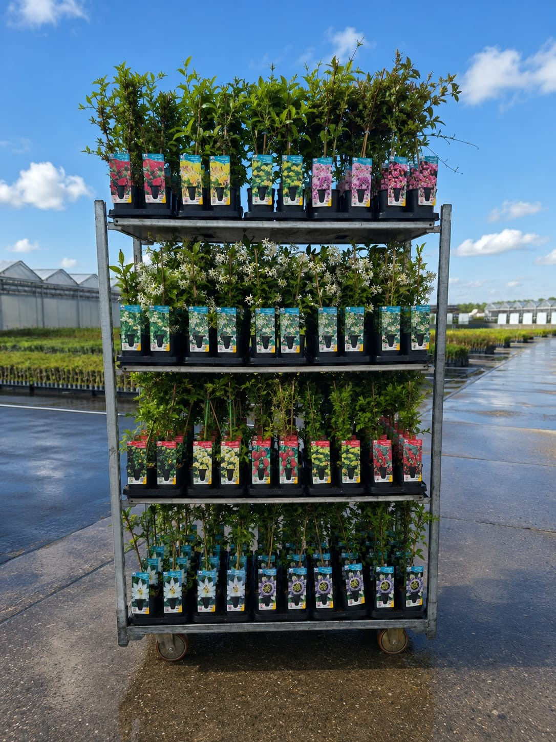 Climbing plants mix 50cm 12cm Pot