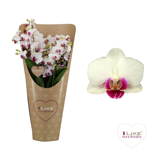Phalaenopsis mf. Safe Haven 50cm 17cm Pot