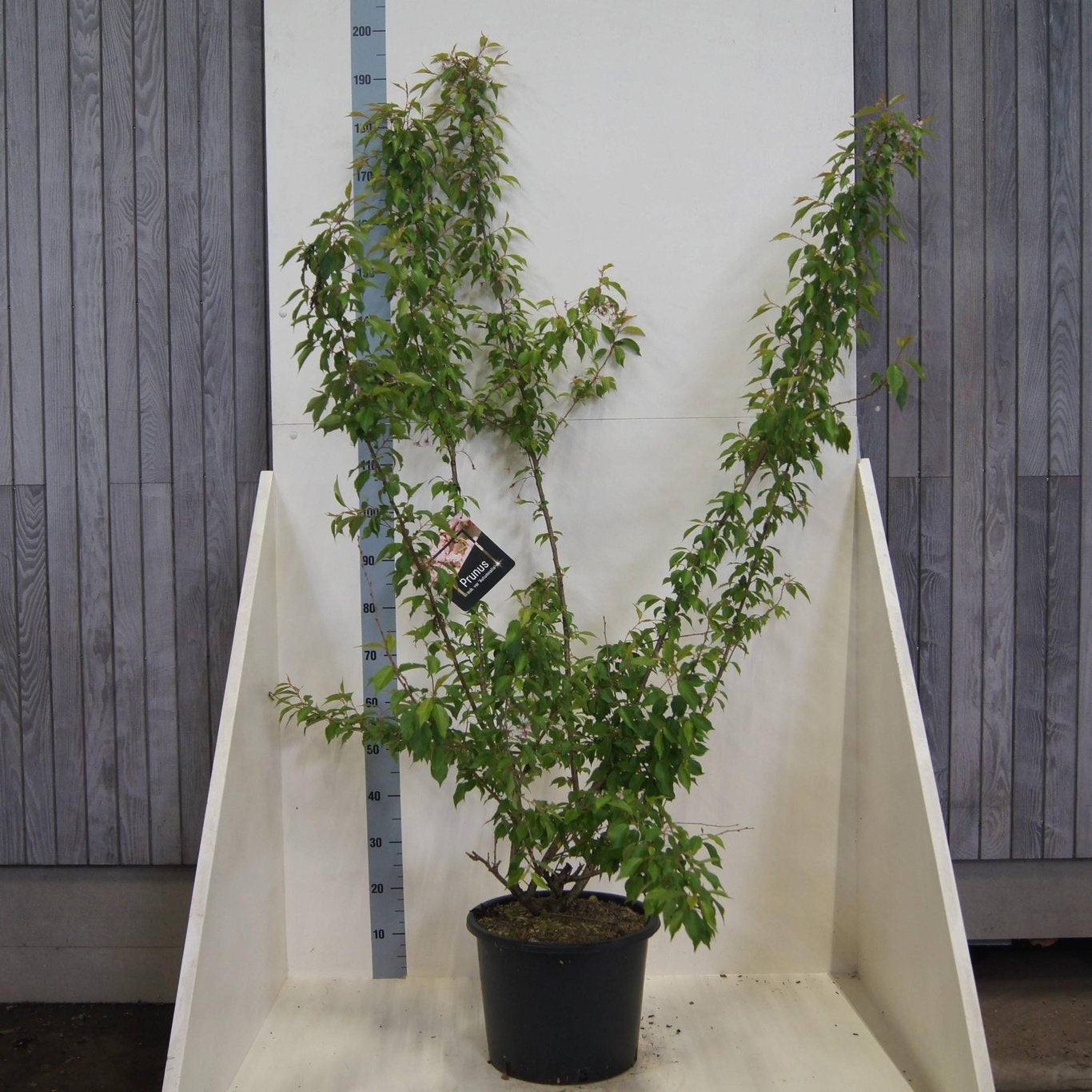 Prunus subhirtella Autumnalis 175cm 40cm Pot