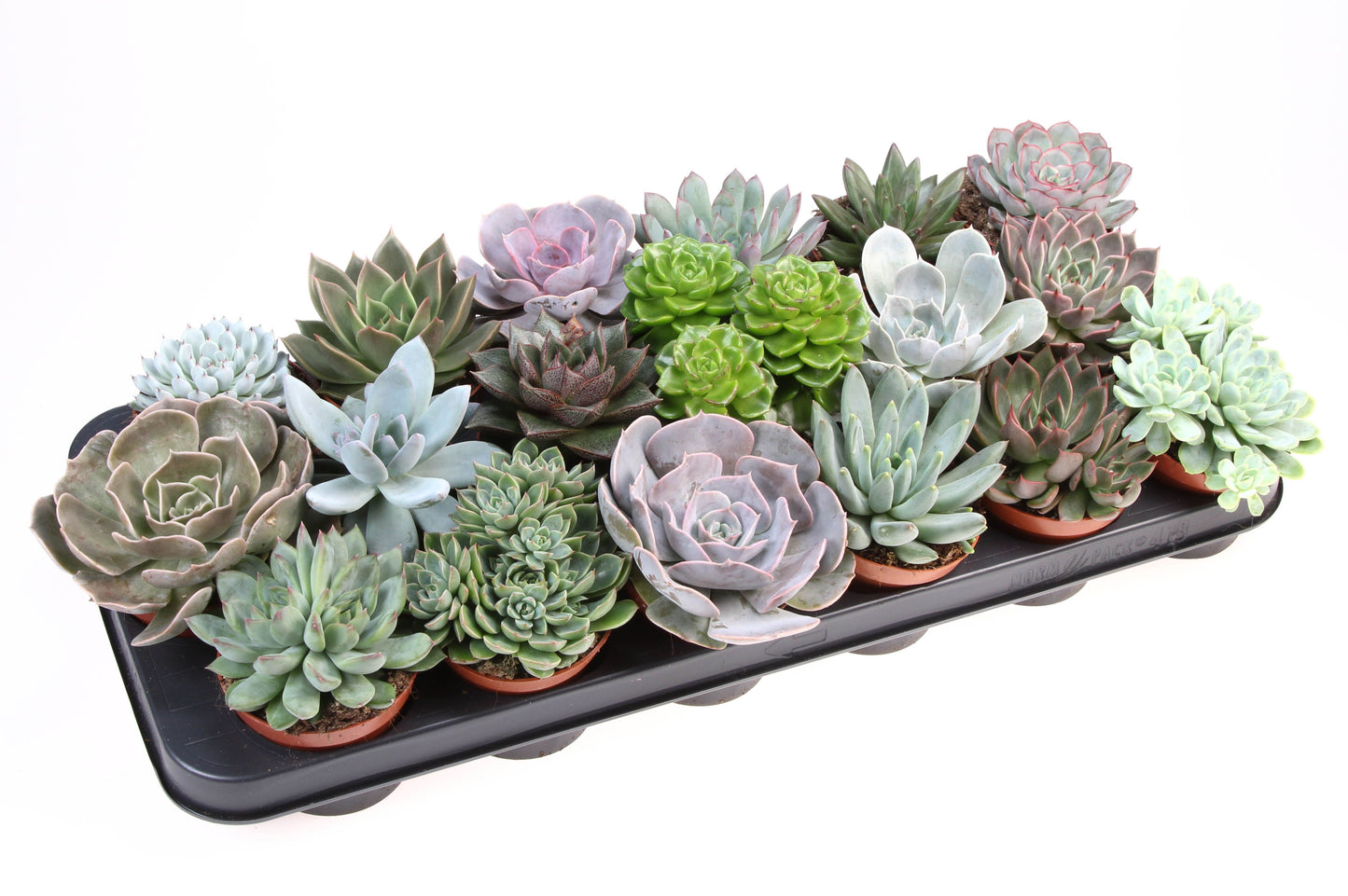 Euro Cactus Holland Bv Echeveria mix Pack of 18