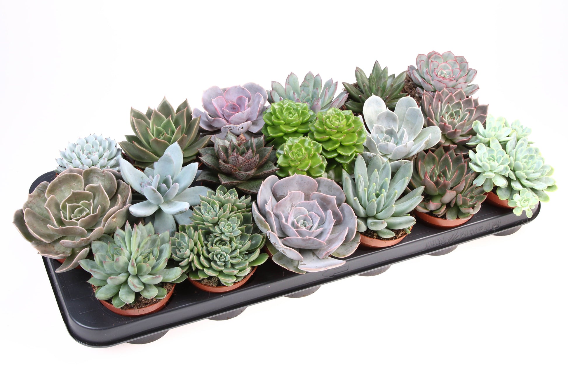 Euro Cactus Holland Bv Echeveria mix Pack of 18