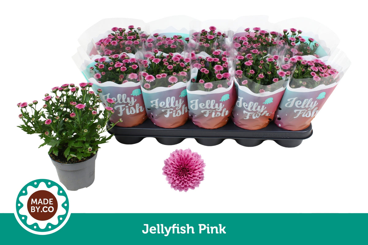 Chrysanthemum Jellyfish Pink 25cm 12cm Pot