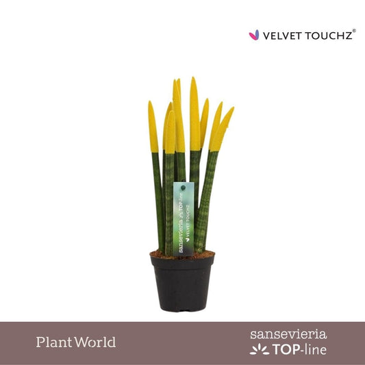 sansevieria-cylindrica-30cm-8-5cm-pot-svt09zk05