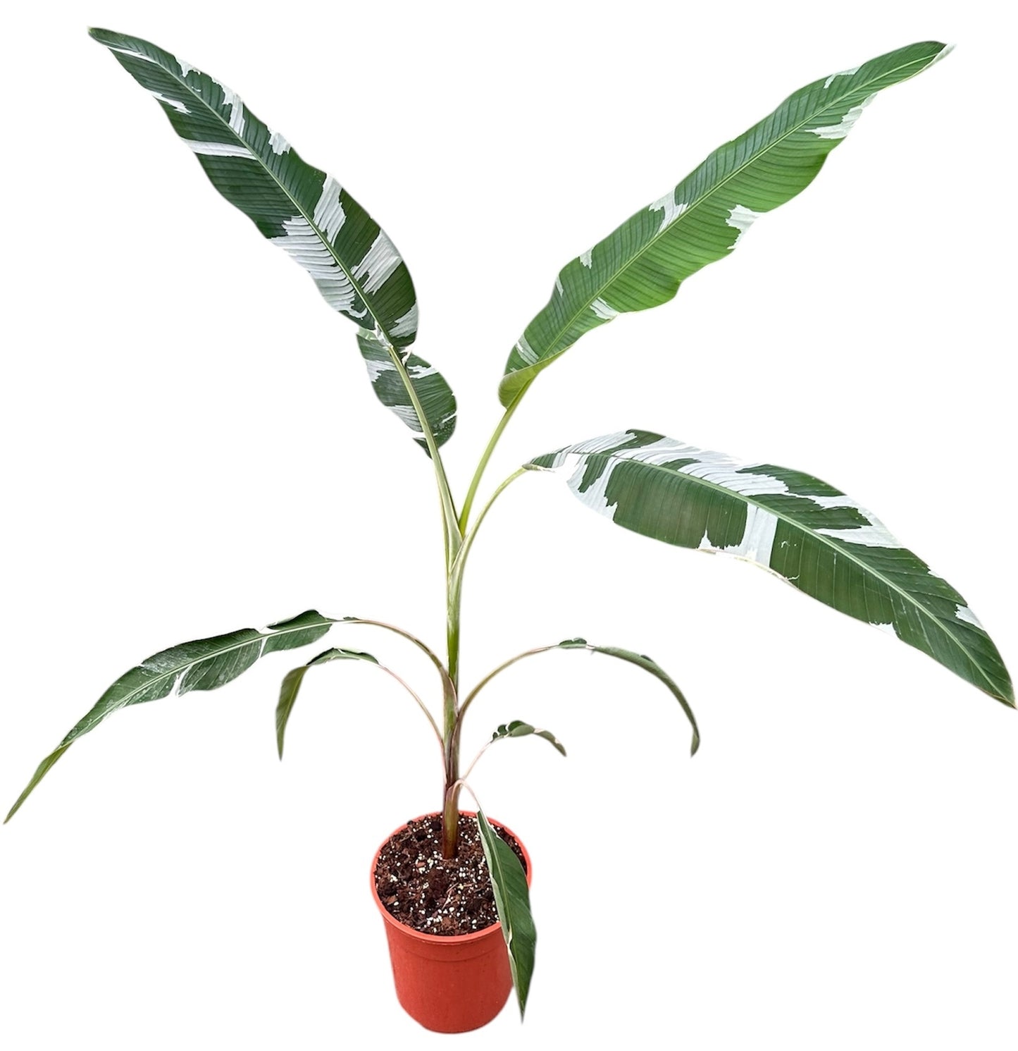 Musa basjoo (Banana) 180cm 27cm Pot