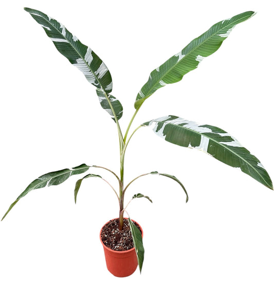 Musa basjoo (Banana) 180cm 27cm Pot
