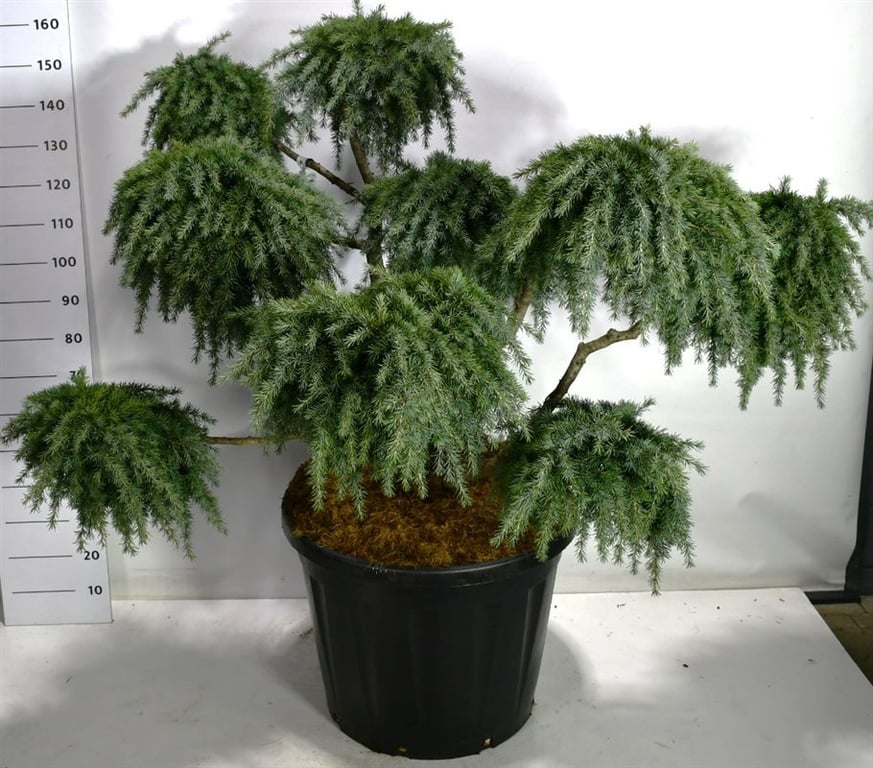 Cedrus deo. Feelin Blue 170cm 65cm Pot