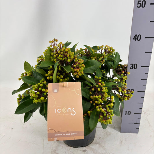 Skimmia japonica Lipstick 40cm 19cm Pot
