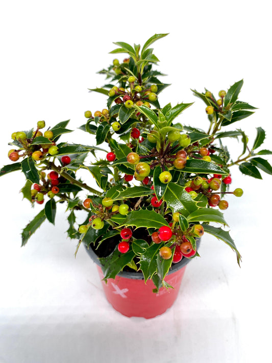 Ilex aqu. Alaska 20cm 12cm Pot