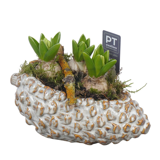 Hyacinthus arrangement 17cm 24cm Pot