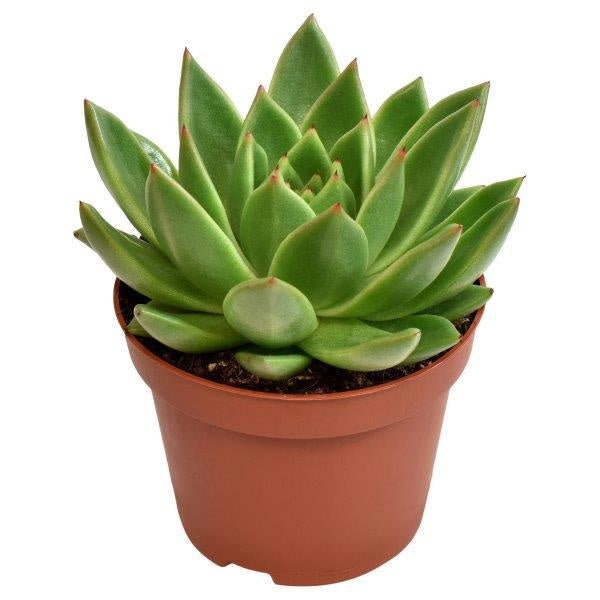 Echeveria Miranda 12cm 10.5cm Pot